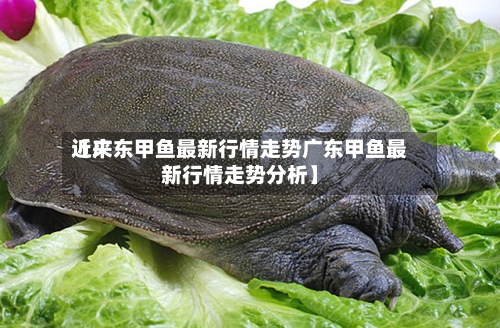 近来【广东甲鱼最新行情走势广东甲鱼最新行情走势分析】