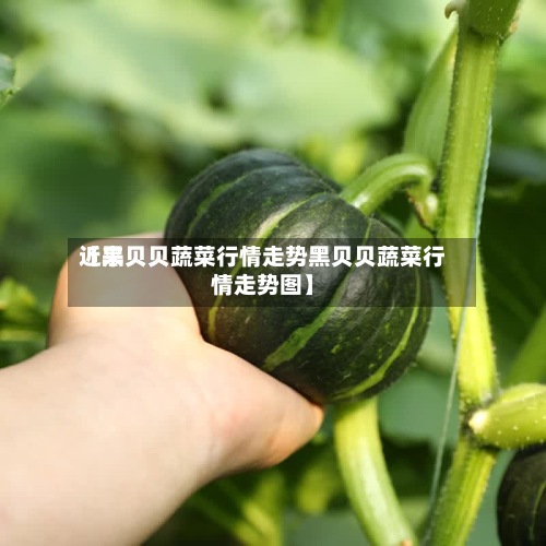 近来【黑贝贝蔬菜行情走势黑贝贝蔬菜行情走势图】