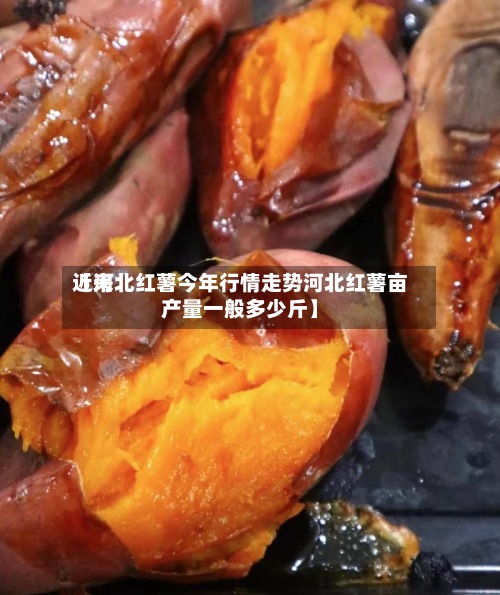 近来【河北红薯今年行情走势河北红薯亩产量一般多少斤】