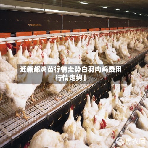 近来【新都鸡苗行情走势白羽肉鸡费用行情走势】