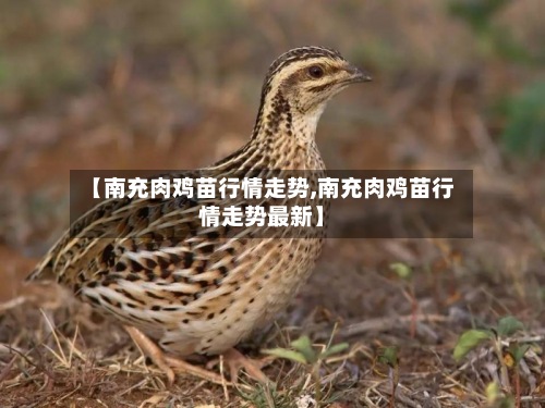 【南充肉鸡苗行情走势,南充肉鸡苗行情走势最新】-第3张图片