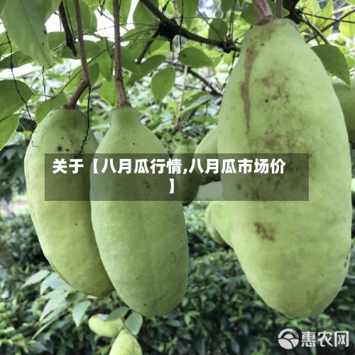 关于【八月瓜行情,八月瓜市场价】