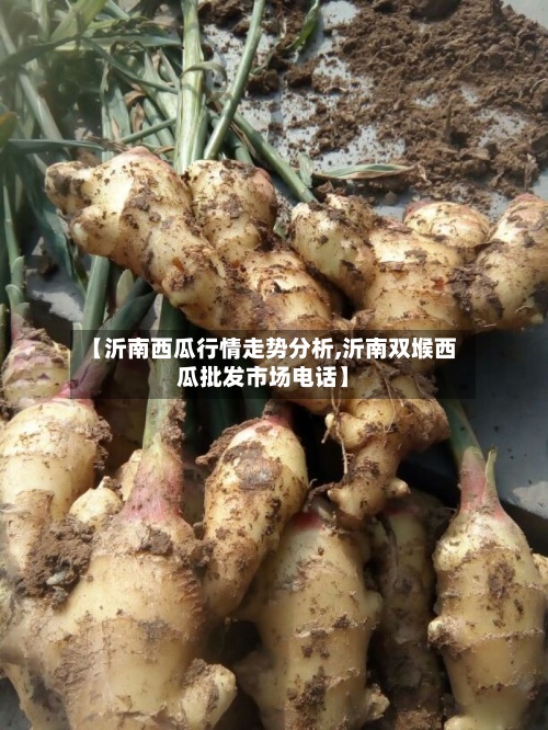 【沂南西瓜行情走势分析,沂南双堠西瓜批发市场电话】-第2张图片
