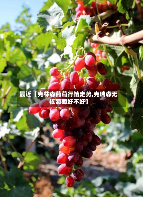 最近【克林森葡萄行情走势,克瑞森无核葡萄好不好】-第3张图片