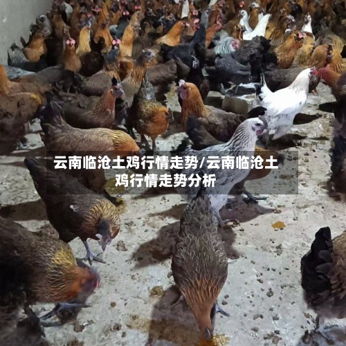 云南临沧土鸡行情走势/云南临沧土鸡行情走势分析-第2张图片