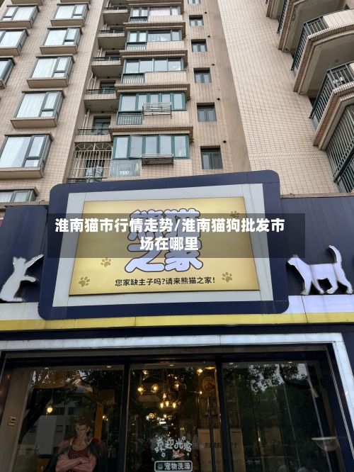 淮南猫市行情走势/淮南猫狗批发市场在哪里-第3张图片