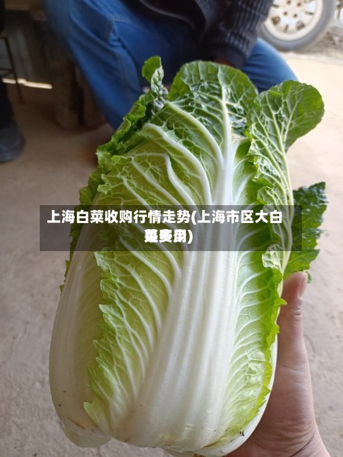 上海白菜收购行情走势(上海市区大白菜费用是多少)-第2张图片