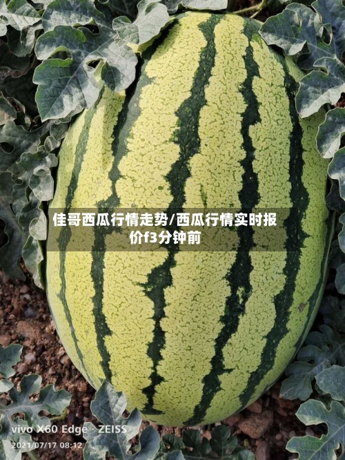 佳哥西瓜行情走势/西瓜行情实时报价f3分钟前-第2张图片