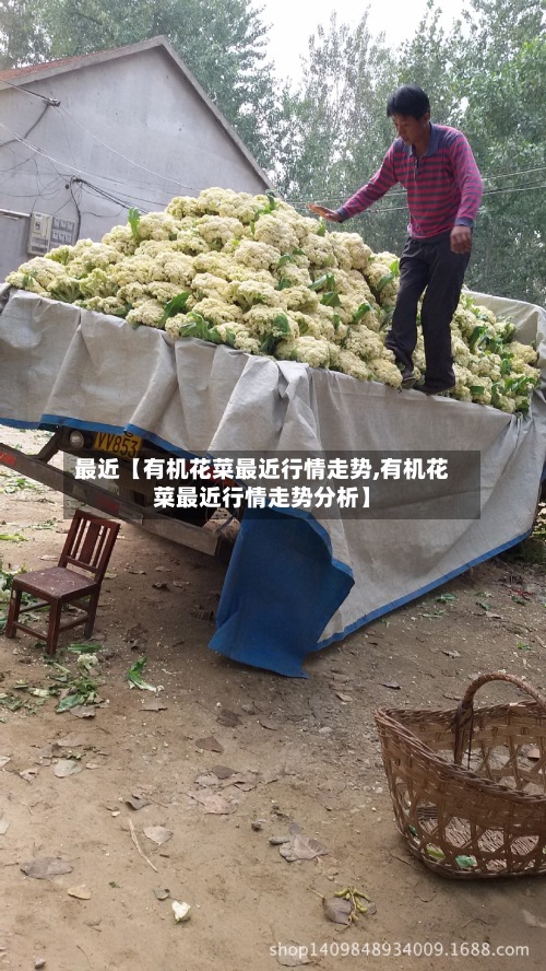 最近【有机花菜最近行情走势,有机花菜最近行情走势分析】-第2张图片