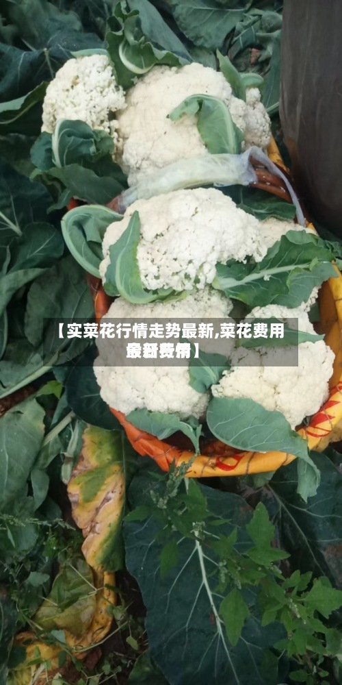 【实菜花行情走势最新,菜花费用今日费用最新行情】-第3张图片