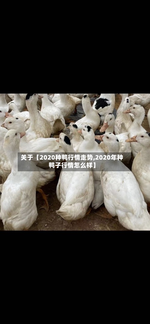 关于【2020种鸭行情走势,2020年种鸭子行情怎么样】