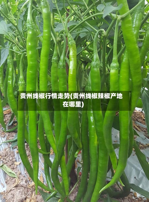 贵州线椒行情走势(贵州线椒辣椒产地在哪里)