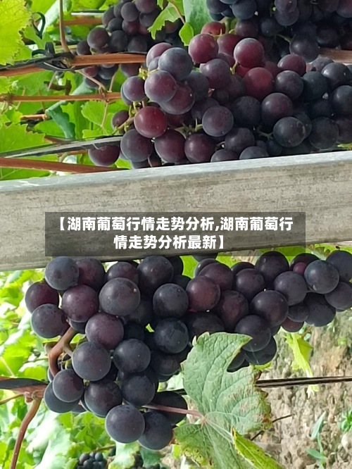 【湖南葡萄行情走势分析,湖南葡萄行情走势分析最新】