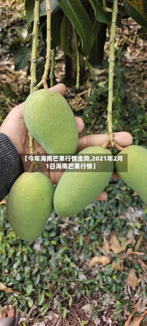 【今年海南芒果行情走势,2021年2月1日海南芒果行情】-第2张图片