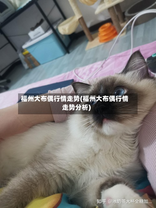福州大布偶行情走势(福州大布偶行情走势分析)