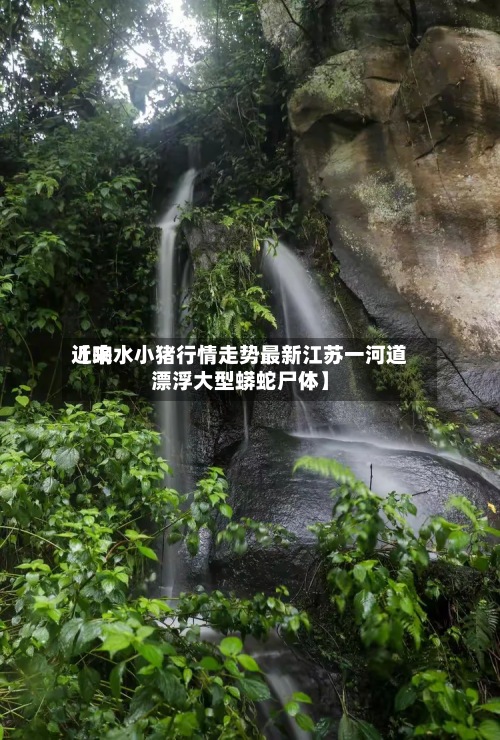 近来【响水小猪行情走势最新江苏一河道漂浮大型蟒蛇尸体】-第2张图片