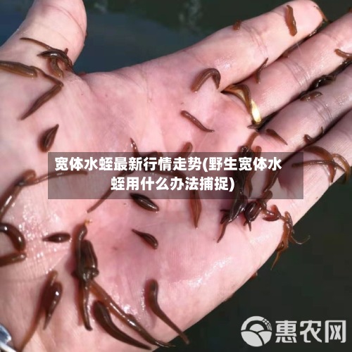 宽体水蛭最新行情走势(野生宽体水蛭用什么办法捕捉)-第3张图片
