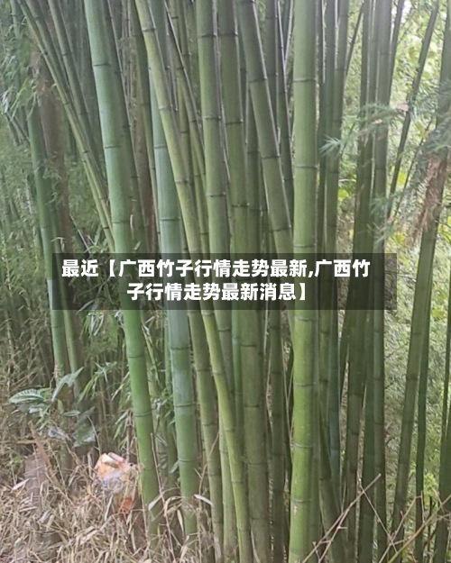 最近【广西竹子行情走势最新,广西竹子行情走势最新消息】