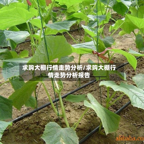 求购大棚行情走势分析/求购大棚行情走势分析报告