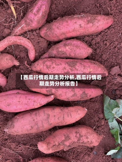 【西瓜行情后期走势分析,西瓜行情后期走势分析报告】-第2张图片