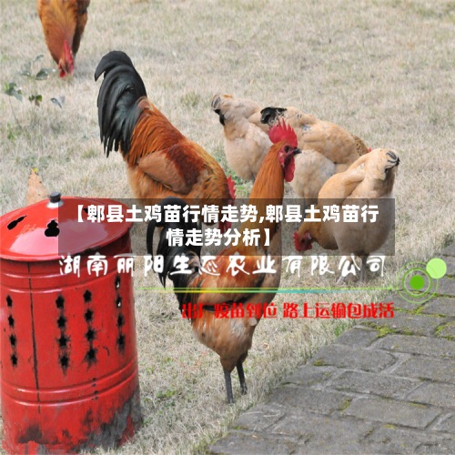 【郫县土鸡苗行情走势,郫县土鸡苗行情走势分析】