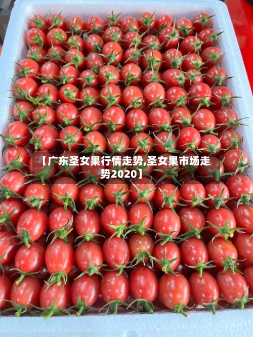 【广东圣女果行情走势,圣女果市场走势2020】-第2张图片