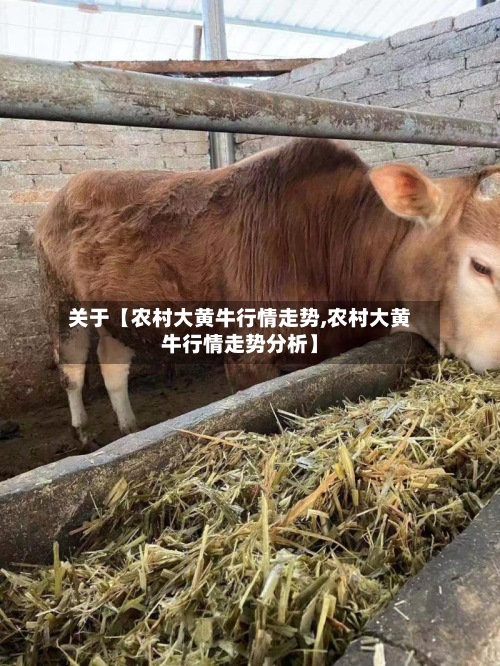关于【农村大黄牛行情走势,农村大黄牛行情走势分析】-第3张图片