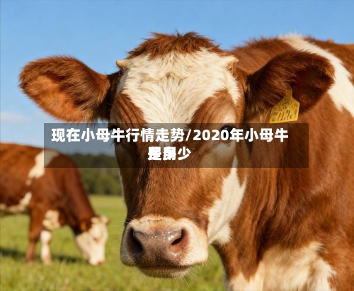 现在小母牛行情走势/2020年小母牛费用是多少