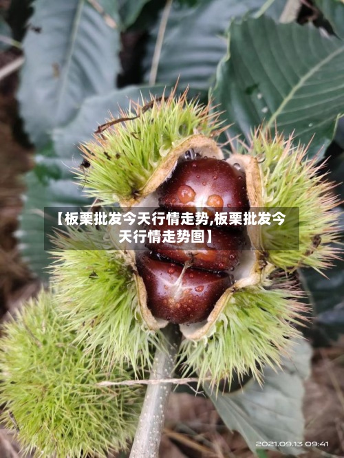 【板栗批发今天行情走势,板栗批发今天行情走势图】