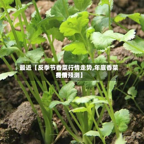 最近【反季节香菜行情走势,年底香菜费用行情预测】-第2张图片
