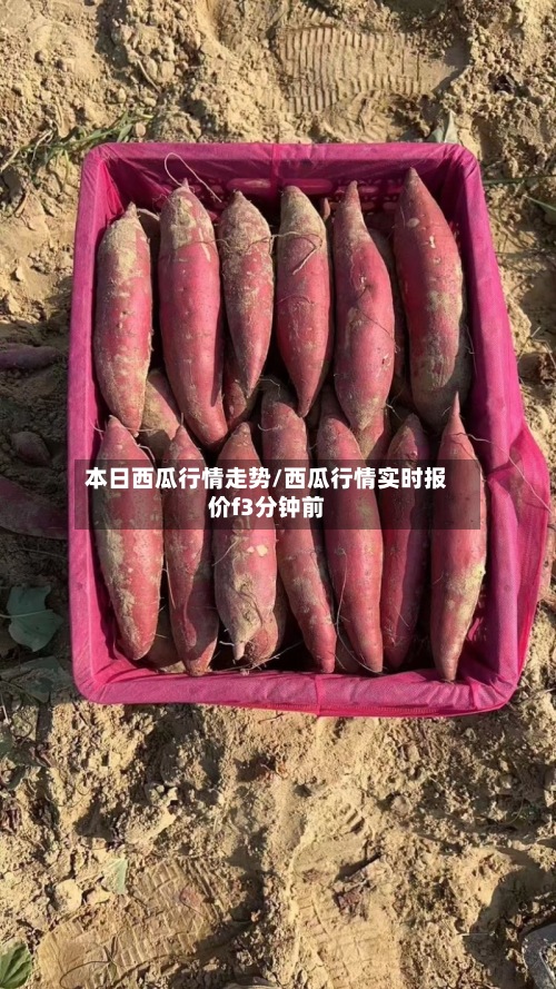 本日西瓜行情走势/西瓜行情实时报价f3分钟前-第3张图片