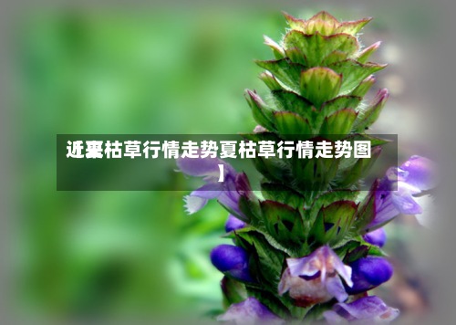 近来【夏枯草行情走势夏枯草行情走势图】