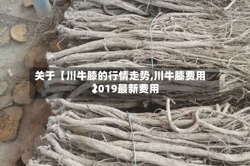 关于【川牛膝的行情走势,川牛膝费用2019最新费用】