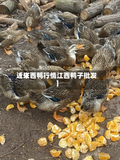 近来【江西鸭行情江西鸭子批发】-第3张图片