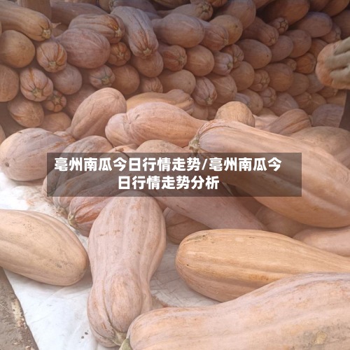 亳州南瓜今日行情走势/亳州南瓜今日行情走势分析