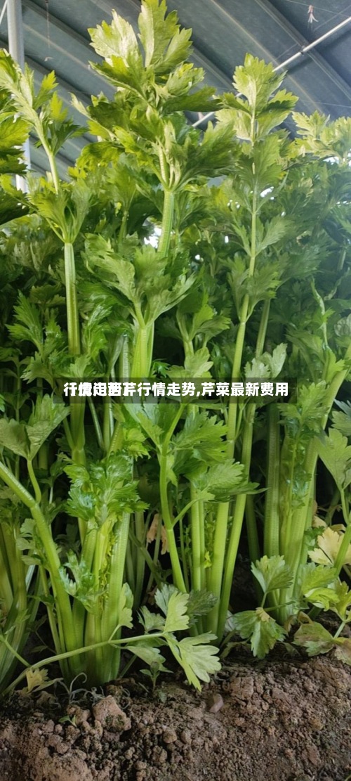【虎门西芹行情走势,芹菜最新费用行情走势】