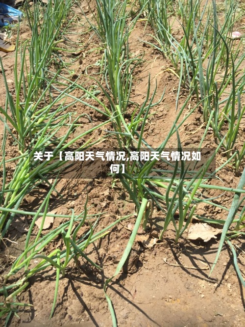 关于【高阳天气情况,高阳天气情况如何】
