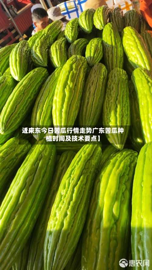 近来【广东今日苦瓜行情走势广东苦瓜种植时间及技术要点】