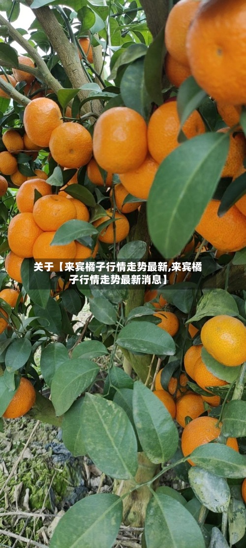关于【来宾橘子行情走势最新,来宾橘子行情走势最新消息】