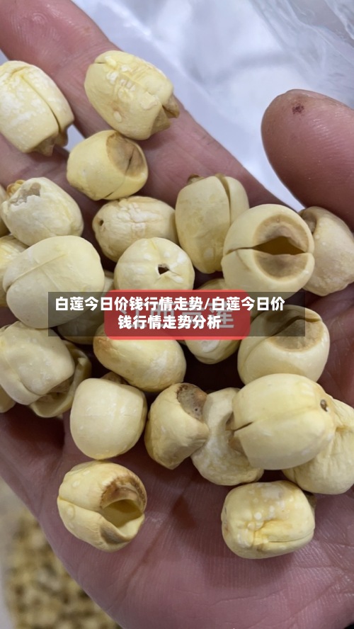 白莲今日价钱行情走势/白莲今日价钱行情走势分析
