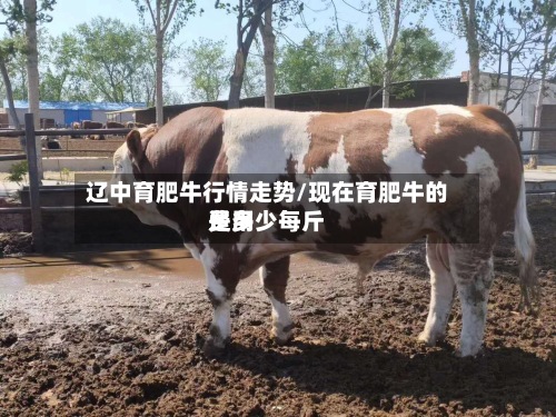 辽中育肥牛行情走势/现在育肥牛的费用
是多少每斤