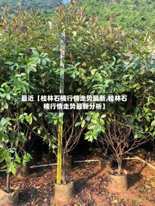 最近【桂林石楠行情走势最新,桂林石楠行情走势最新分析】-第3张图片