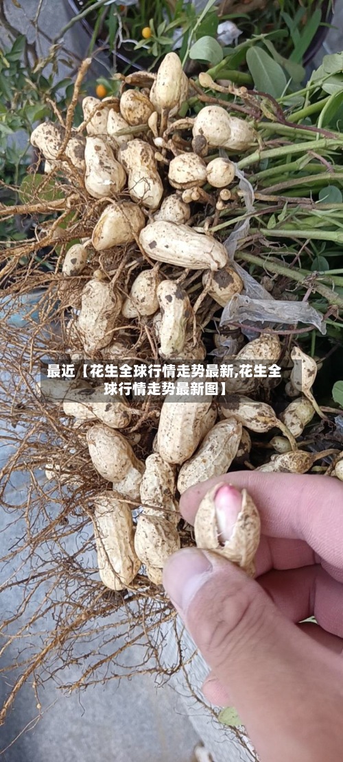 最近【花生全球行情走势最新,花生全球行情走势最新图】