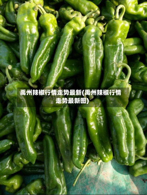 禹州辣椒行情走势最新(禹州辣椒行情走势最新图)