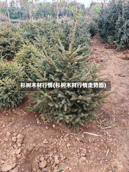 杉树木材行情(杉树木材行情走势图)