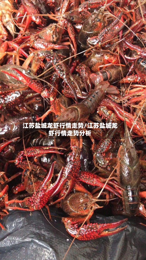 江苏盐城龙虾行情走势/江苏盐城龙虾行情走势分析-第2张图片