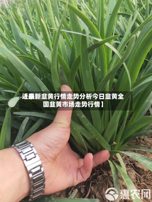 近来
【最新韭黄行情走势分析今日韭黄全国韭黄市场走势行情】