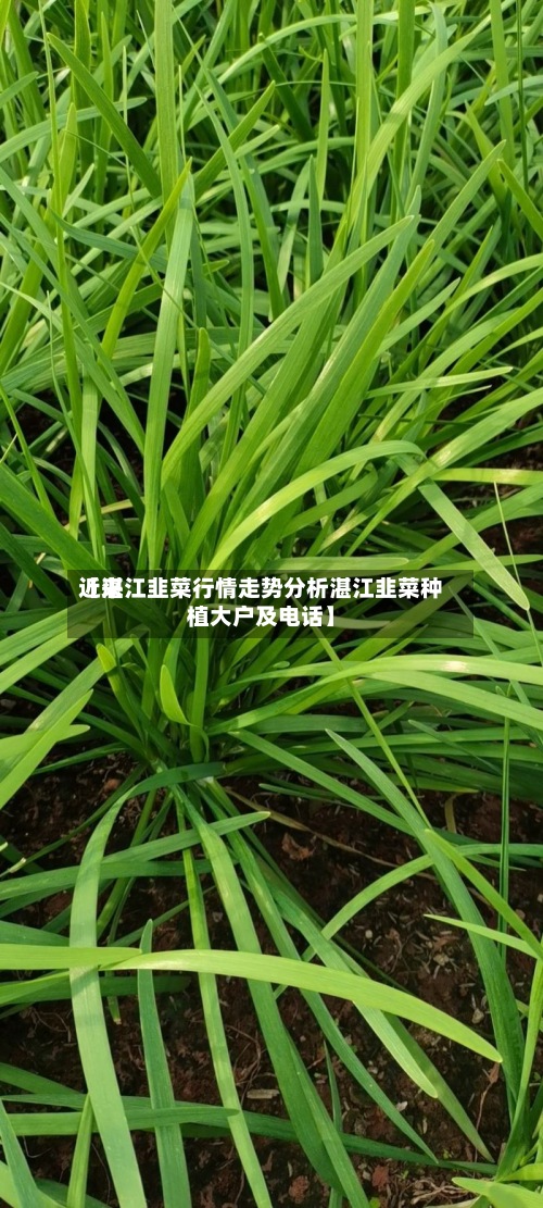 近来【湛江韭菜行情走势分析湛江韭菜种植大户及电话】-第2张图片