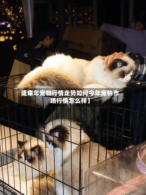 近来【今年宠物行情走势如何今年宠物市场行情怎么样】