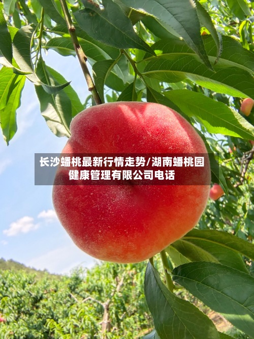 长沙蟠桃最新行情走势/湖南蟠桃园健康管理有限公司电话